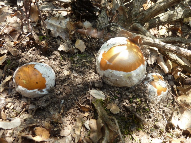 Tres ous de reig en ple naixement al Berguedà