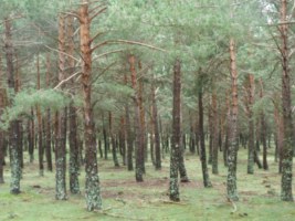Boscos i arbres de Catalunya